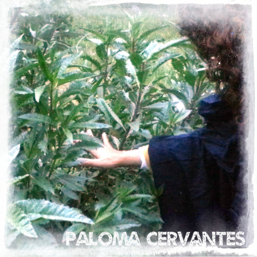 Herbology Certificate Program Paloma Cervantes